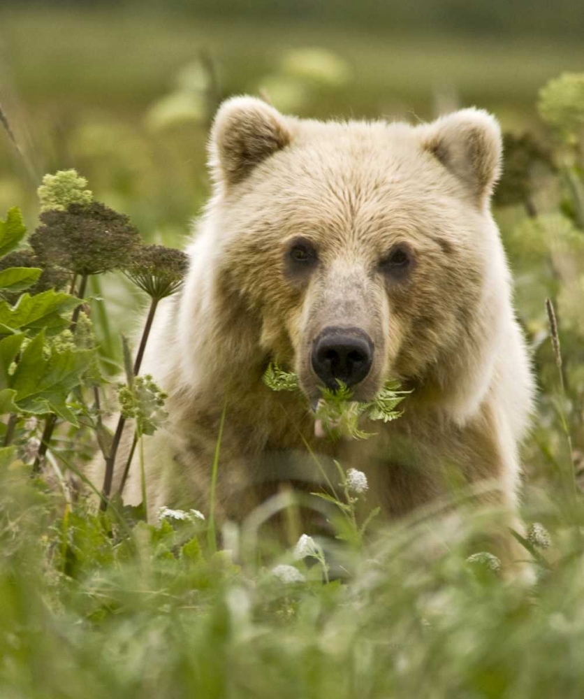 AK, Lake Clark NP Grizzly bear with fern leaves